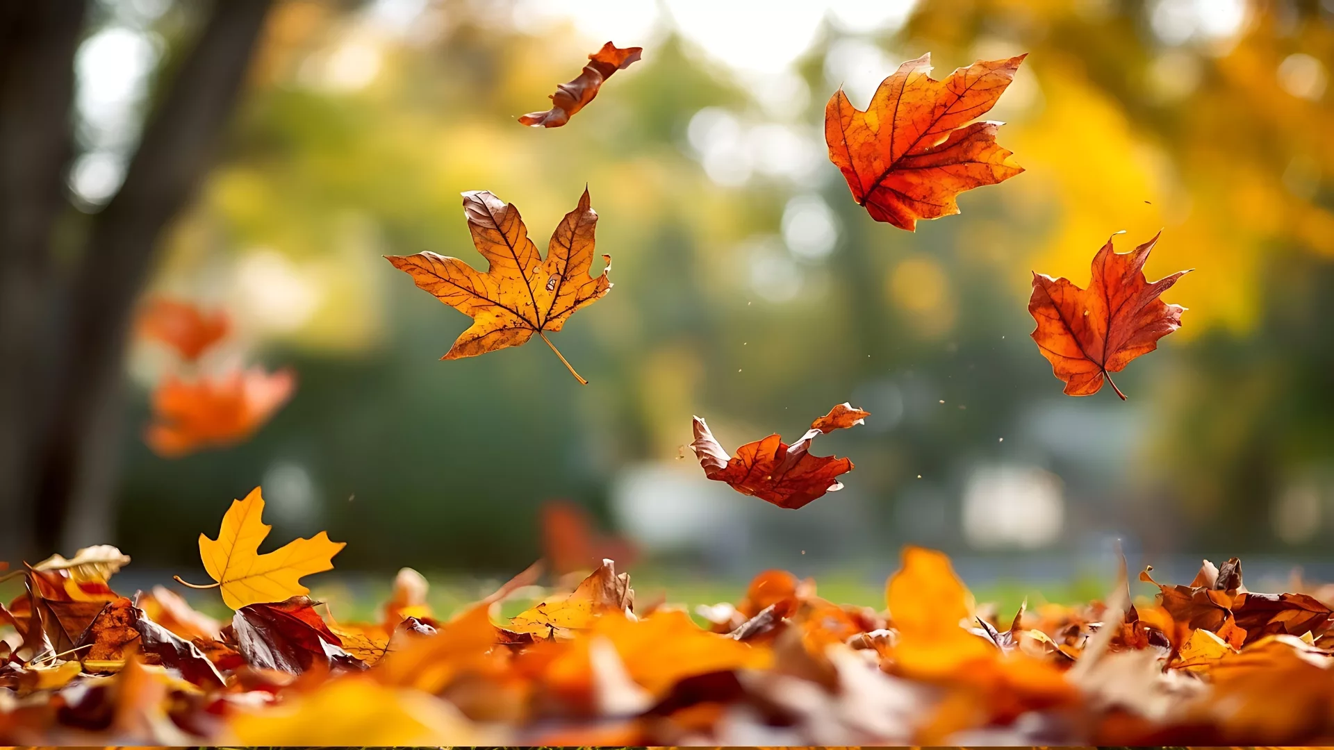 Close up of falling autumn leaves to represent how Rosemont College is a Forbes rated best online college, and a best Main Line college.