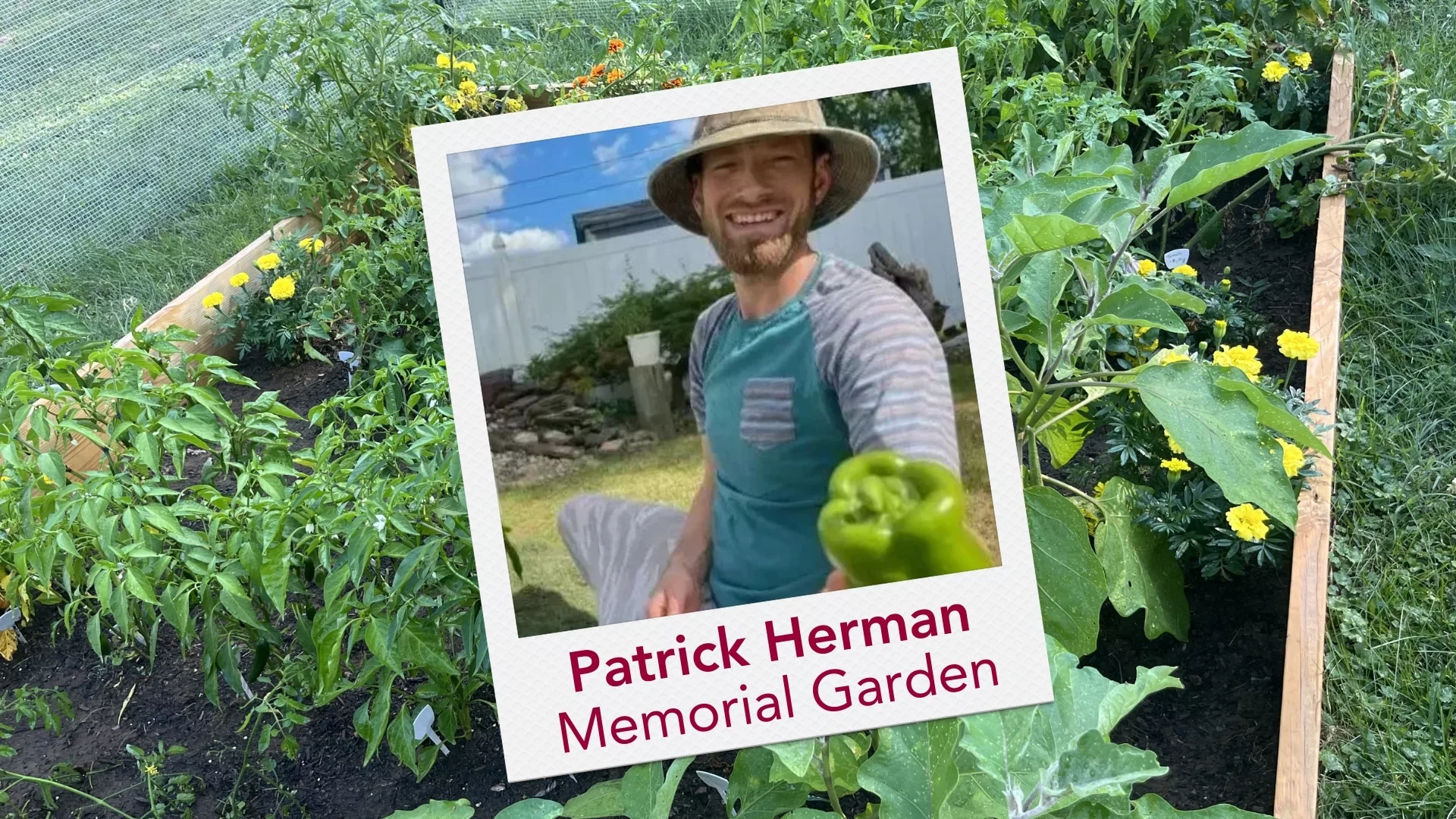 A Polaroid of Patrick Herman holding a bell pepper overlaid on an image of the Patrick Herman Memorial Garden to represent how the community garden and events are part of why Rosemont College is a Forbes rated best online college, and a best Main Line college.